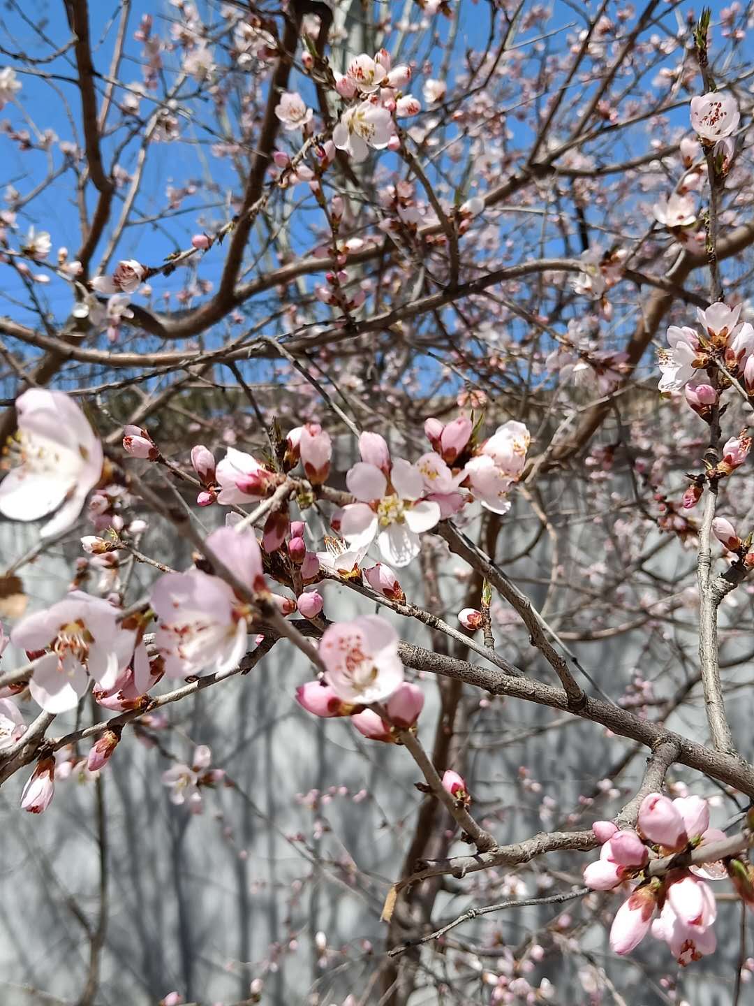 免费观看B站刺激战场2023