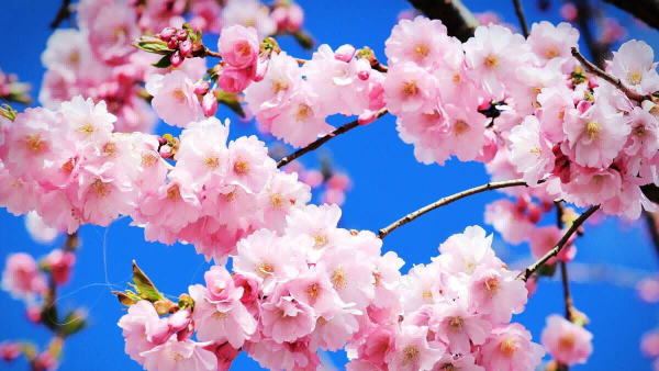 免费观看B站刺激战场2023